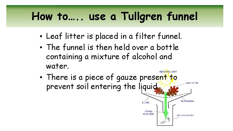 How to…. . use a Tullgren funnel • Leaf litter is placed in a