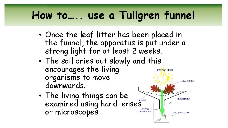How to…. . use a Tullgren funnel • Once the leaf litter has been