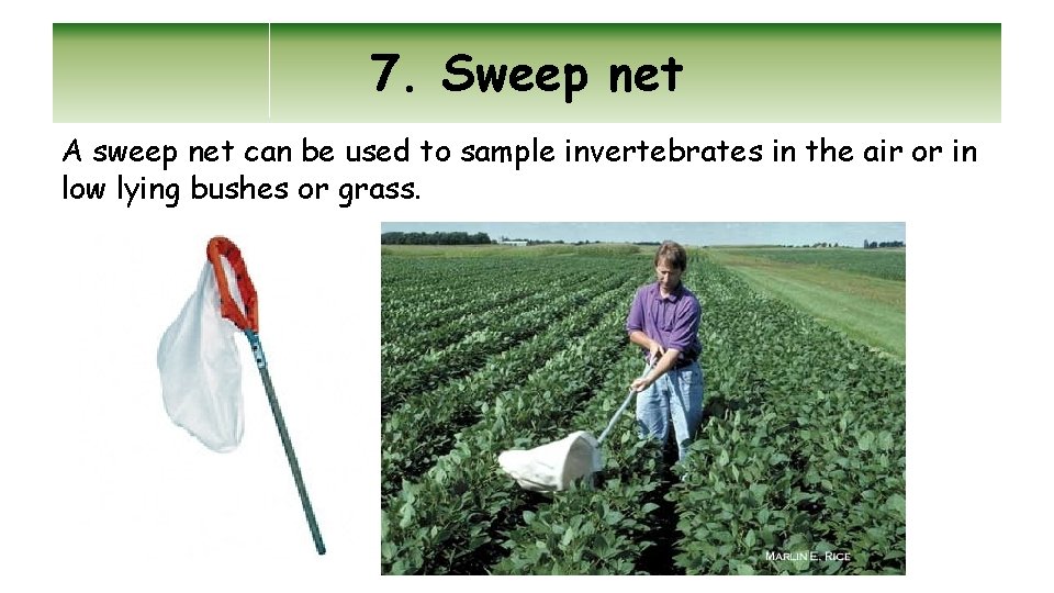 7. Sweep net A sweep net can be used to sample invertebrates in the