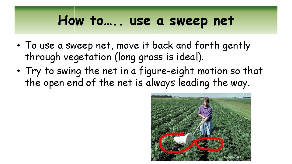 How to…. . use a sweep net • To use a sweep net, move