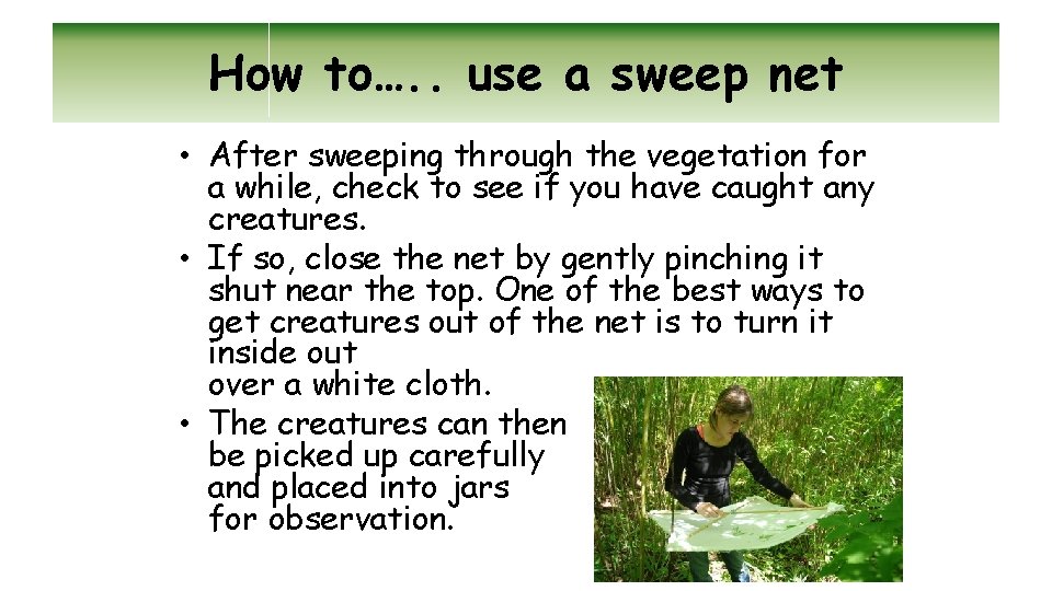 How to…. . use a sweep net • After sweeping through the vegetation for