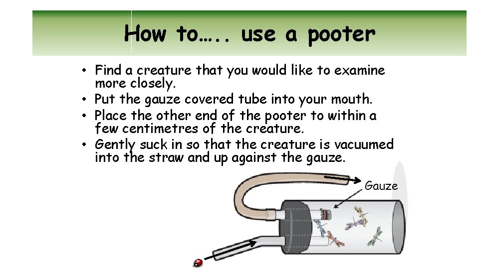 How to…. . use a pooter • Find a creature that you would like