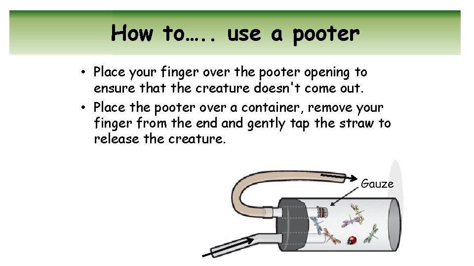 How to…. . use a pooter • Place your finger over the pooter opening