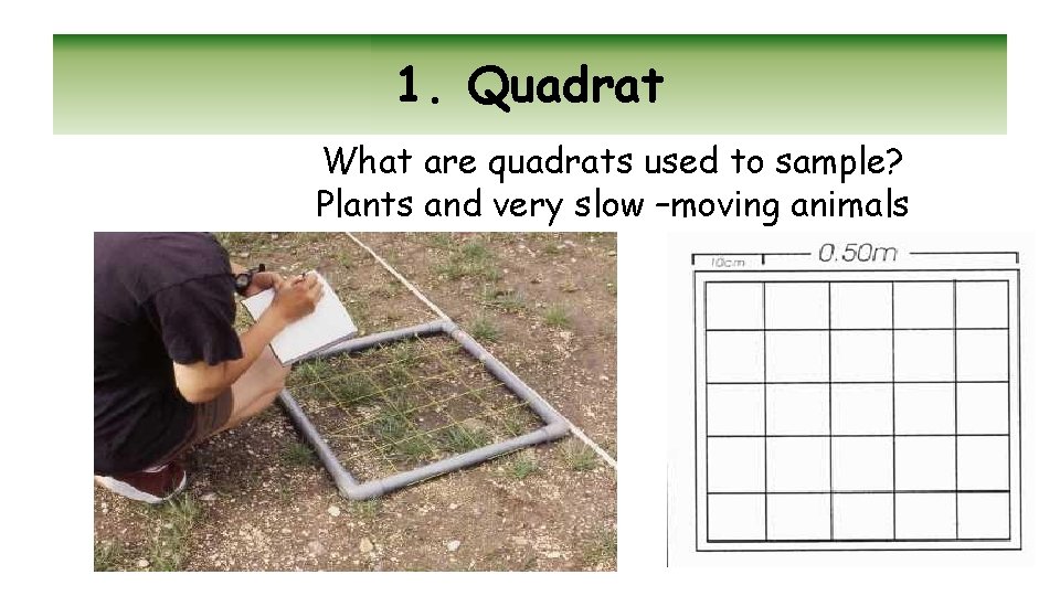 1. Quadrat What are quadrats used to sample? Plants and very slow –moving animals