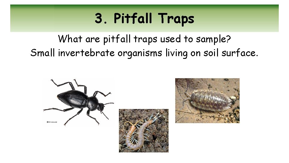 3. Pitfall Traps What are pitfall traps used to sample? Small invertebrate organisms living