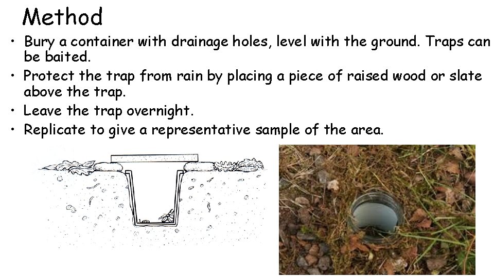 Method • Bury a container with drainage holes, level with the ground. Traps can