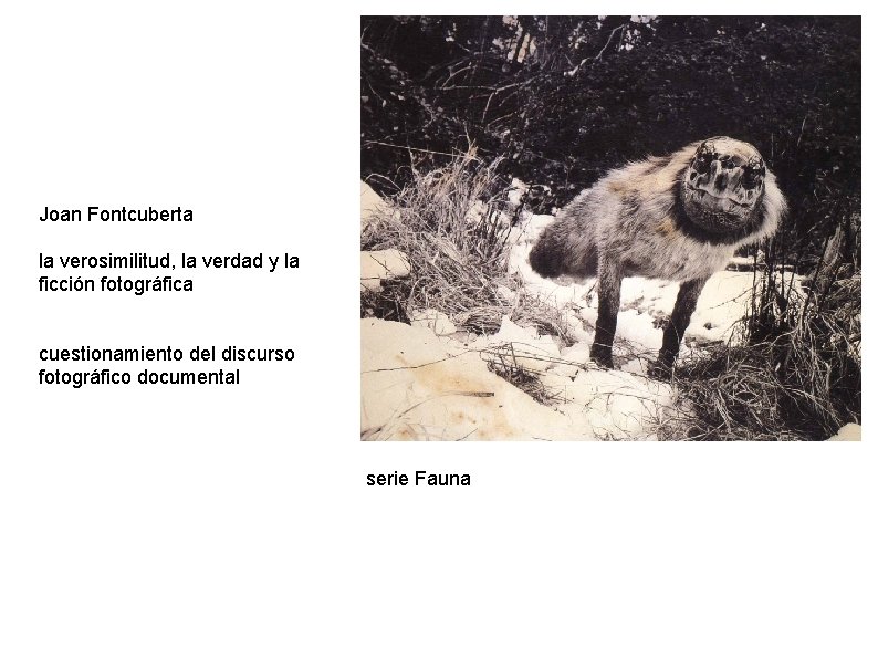 Joan Fontcuberta la verosimilitud, la verdad y la ficción fotográfica cuestionamiento del discurso fotográfico
