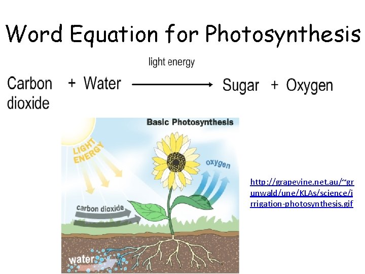 Word Equation for Photosynthesis http: //grapevine. net. au/~gr unwald/une/KLAs/science/i rrigation-photosynthesis. gif 
