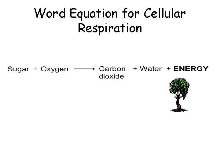 Word Equation for Cellular Respiration 