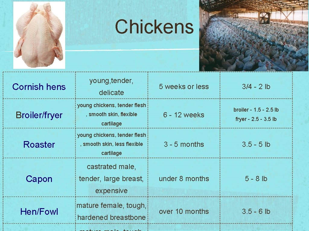Chickens Cornish hens young, tender, delicate 5 weeks or less young chickens, tender flesh