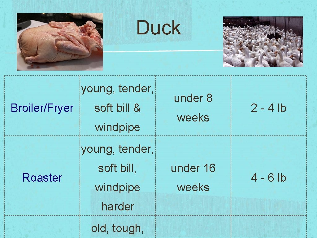 Duck young, tender, Broiler/Fryer soft bill & windpipe under 8 weeks 2 - 4