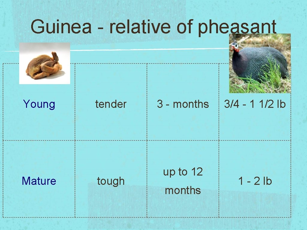 Guinea - relative of pheasant Young Mature tender tough 3 - months up to