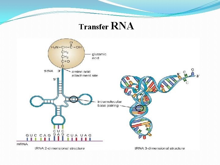 Transfer RNA 