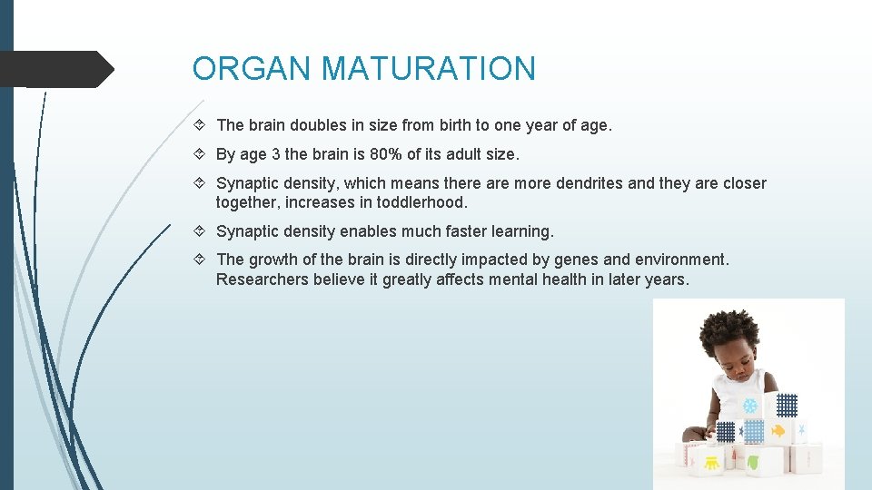 ORGAN MATURATION The brain doubles in size from birth to one year of age.