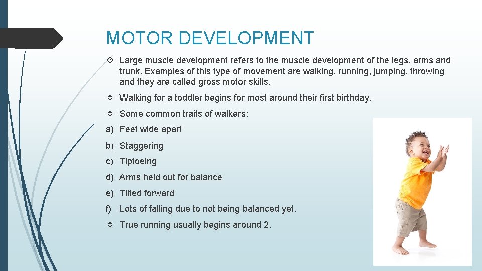 MOTOR DEVELOPMENT Large muscle development refers to the muscle development of the legs, arms