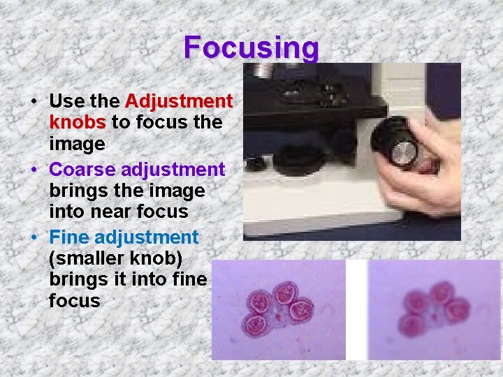 Focusing • Use the Adjustment knobs to focus the image • Coarse adjustment brings