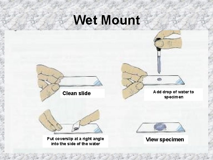Wet Mount Clean slide Put coverslip at a right angle into the side of