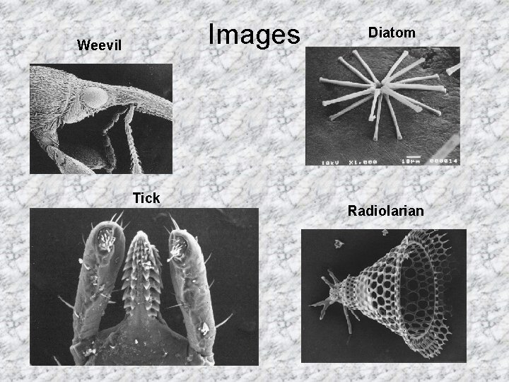 Images Weevil Tick Diatom Radiolarian 