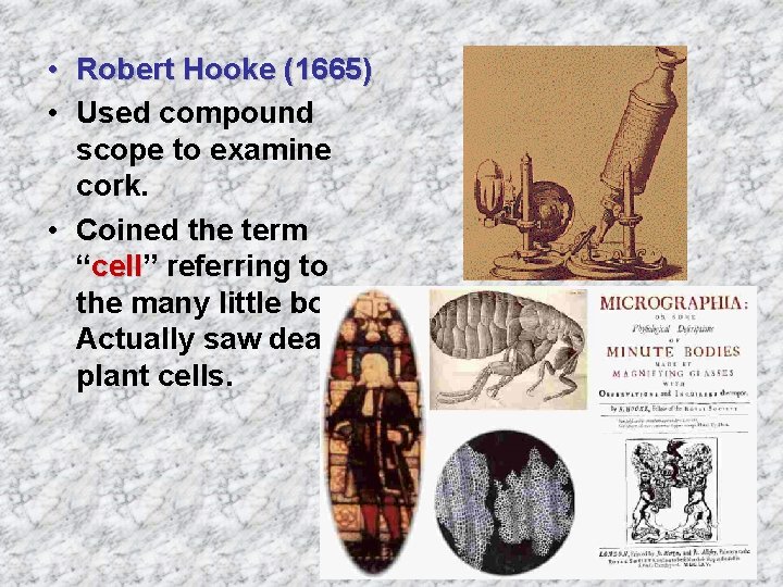  • Robert Hooke (1665) • Used compound scope to examine cork. • Coined