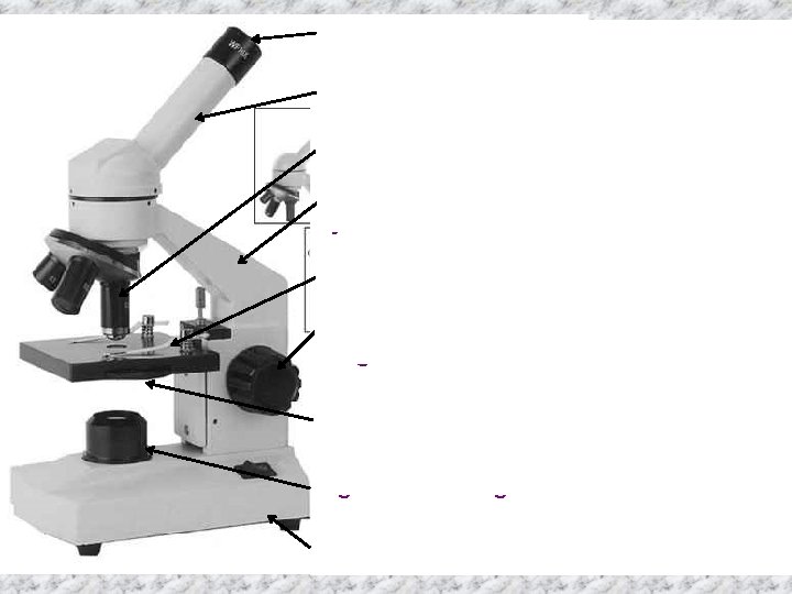 Ocular – Eye piece Neck – Supports the eyepiece. Objectives – 4 – 100