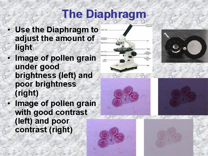 The Diaphragm • Use the Diaphragm to adjust the amount of light • Image