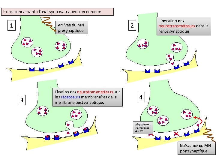 Fonctionnement d’une synapse neuro-neuronique 1 Arrivée du MN présynaptique 3 Fixation des neurotransmetteurs sur