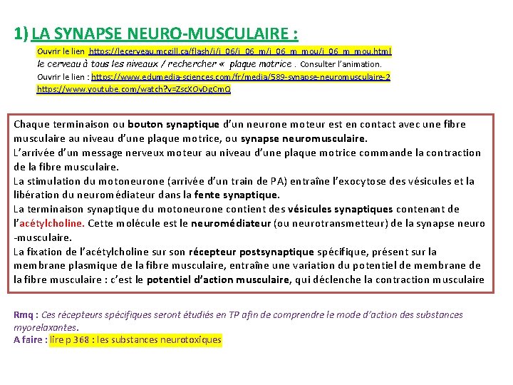 1) LA SYNAPSE NEURO-MUSCULAIRE : Ouvrir le lien https: //lecerveau. mcgill. ca/flash/i/i_06_m/i_06_m_mou. html le