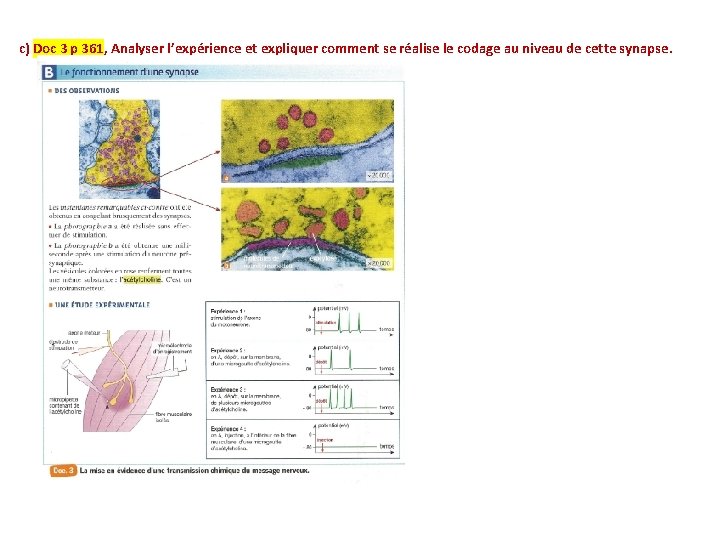 c) Doc 3 p 361, Analyser l’expérience et expliquer comment se réalise le codage
