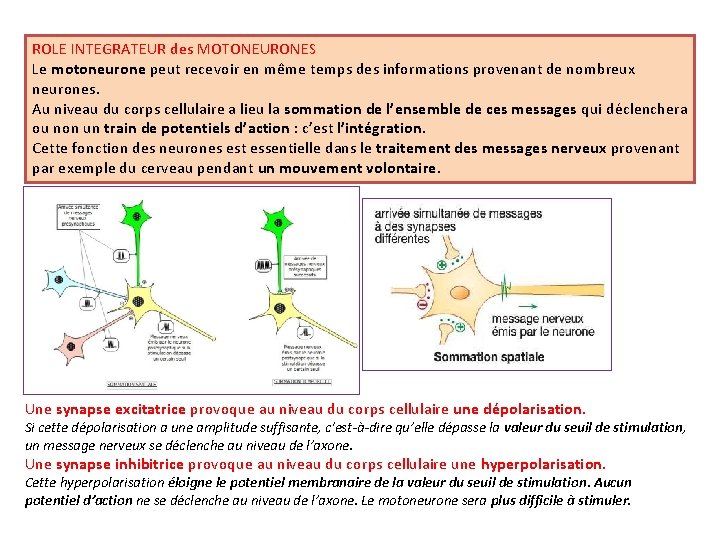 ROLE INTEGRATEUR des MOTONEURONES Le motoneurone peut recevoir en même temps des informations provenant