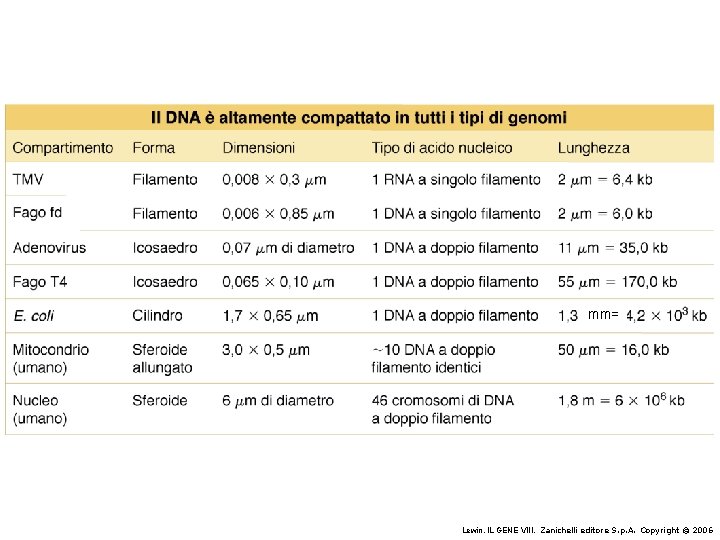 mm= Lewin, IL GENE VIII, Zanichelli editore S. p. A. Copyright © 2006 