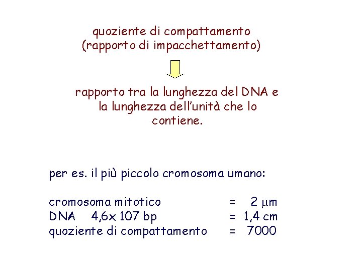 quoziente di compattamento (rapporto di impacchettamento) rapporto tra la lunghezza del DNA e la