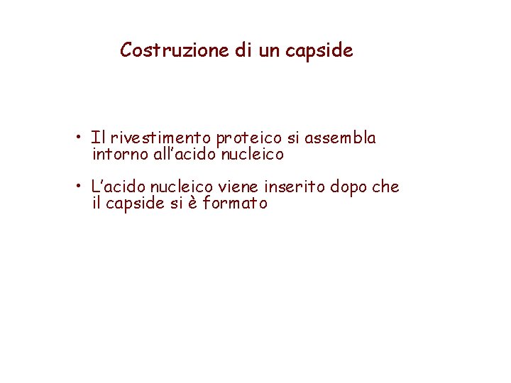 Costruzione di un capside • Il rivestimento proteico si assembla intorno all’acido nucleico •