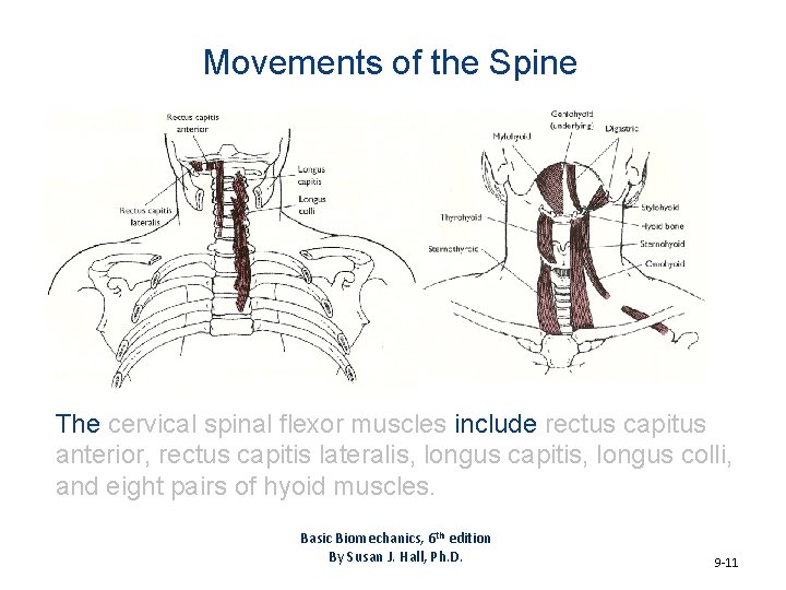 Chapter 9 The Biomechanics of the Human Spine