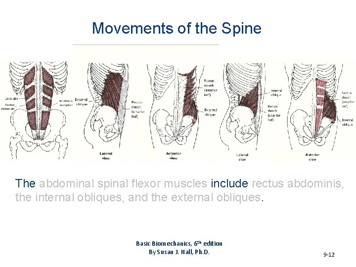Movements of the Spine The abdominal spinal flexor muscles include rectus abdominis, the internal