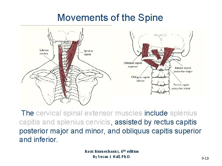 Movements of the Spine The cervical spinal extensor muscles include splenius capitis and splenius