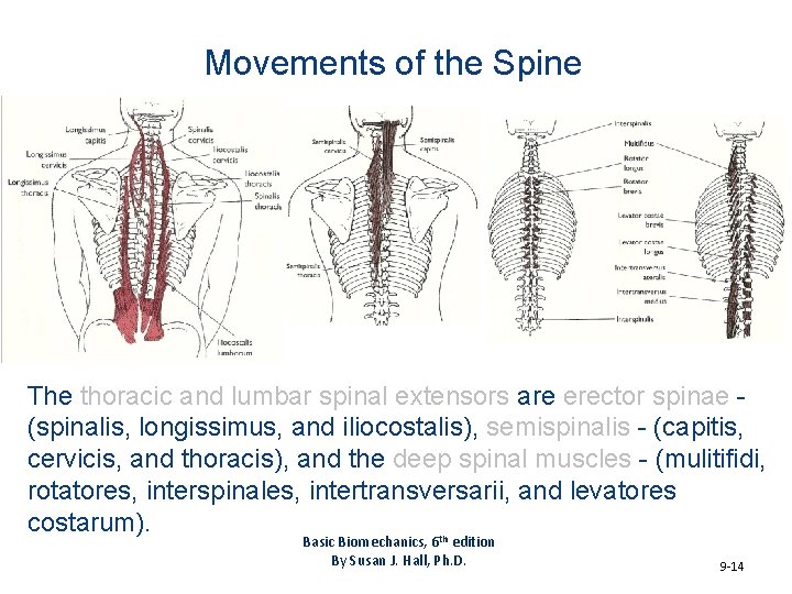 Movements of the Spine The thoracic and lumbar spinal extensors are erector spinae (spinalis,