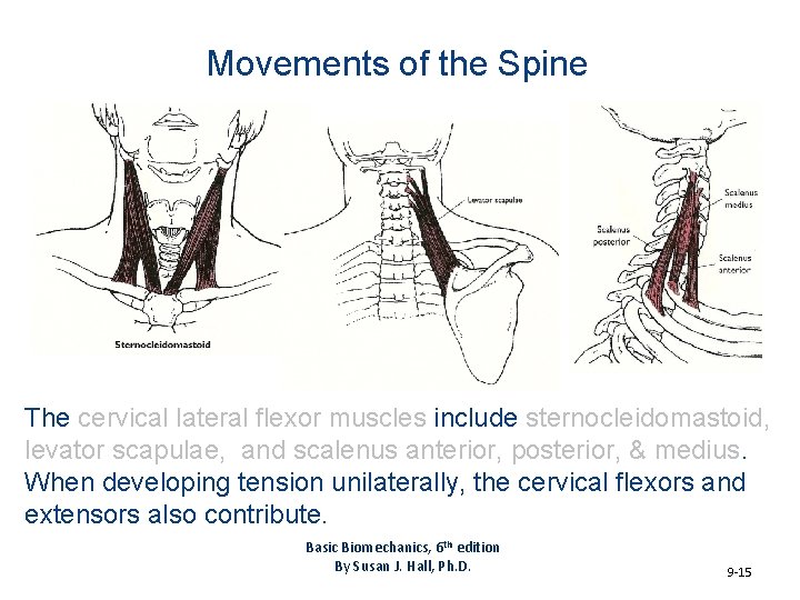 Movements of the Spine The cervical lateral flexor muscles include sternocleidomastoid, levator scapulae, and