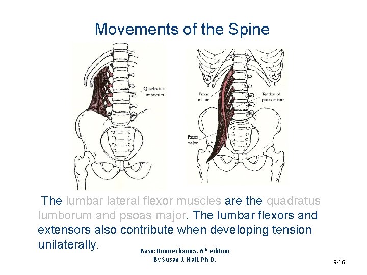 Movements of the Spine The lumbar lateral flexor muscles are the quadratus lumborum and