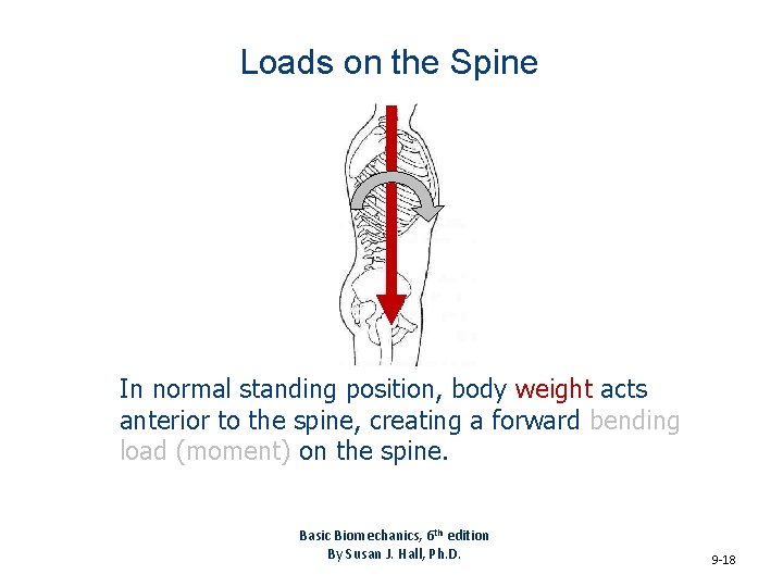 Loads on the Spine In normal standing position, body weight acts anterior to the