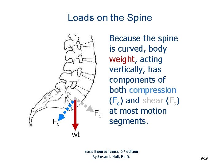 Loads on the Spine Fs Fc Because the spine is curved, body weight, acting