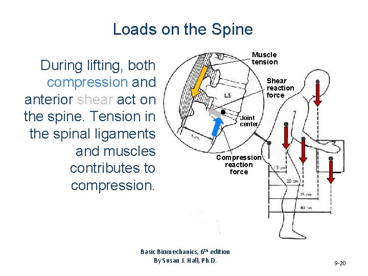 Loads on the Spine During lifting, both compression and anterior shear act on the