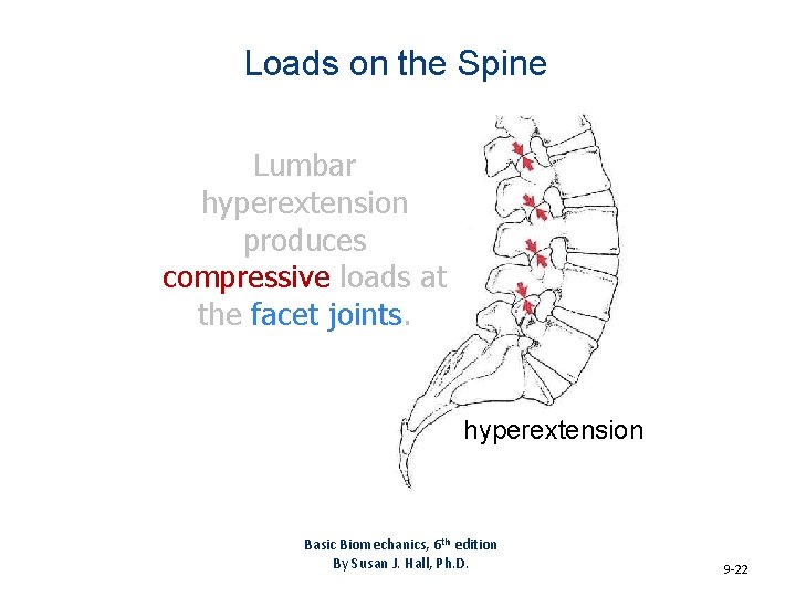 Loads on the Spine Lumbar hyperextension produces compressive loads at the facet joints. hyperextension