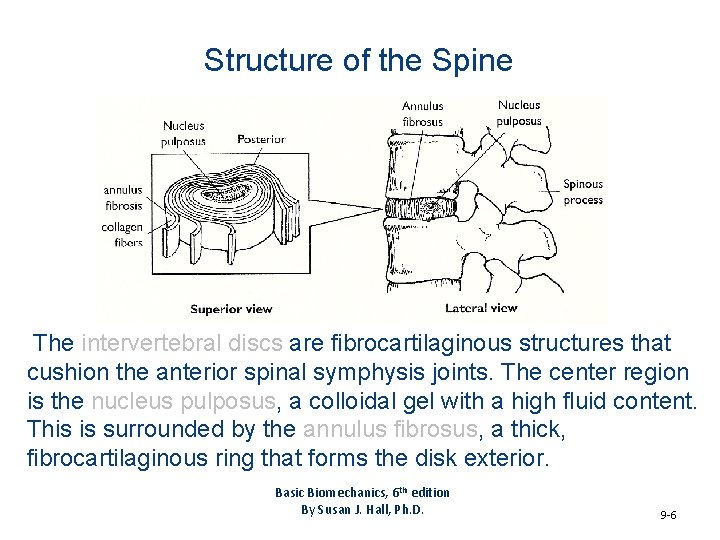Structure of the Spine The intervertebral discs are fibrocartilaginous structures that cushion the anterior