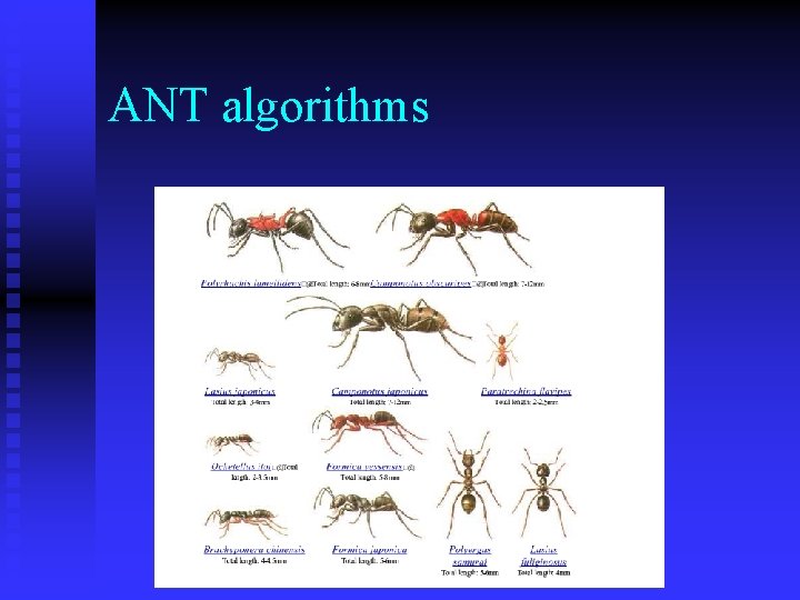 ANT algorithms ANT algorithms