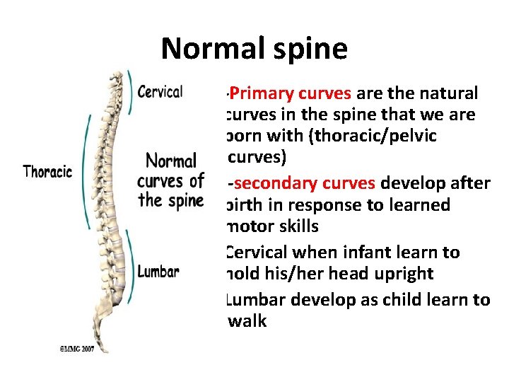 Normal spine -Primary curves are the natural curves in the spine that we are