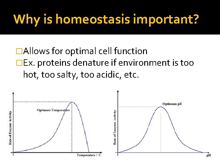 Why is homeostasis important? �Allows for optimal cell function �Ex. proteins denature if environment