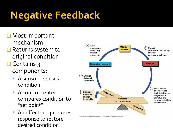 Negative Feedback � Most important mechanism � Returns system to original condition � Contains