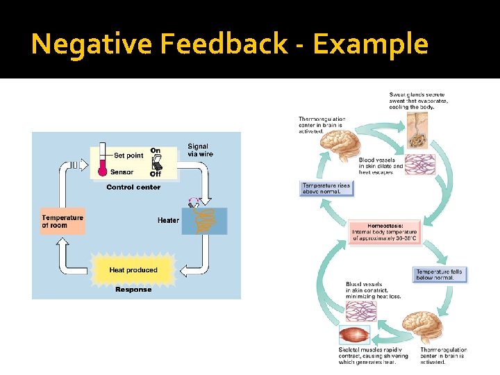 Negative Feedback - Example 