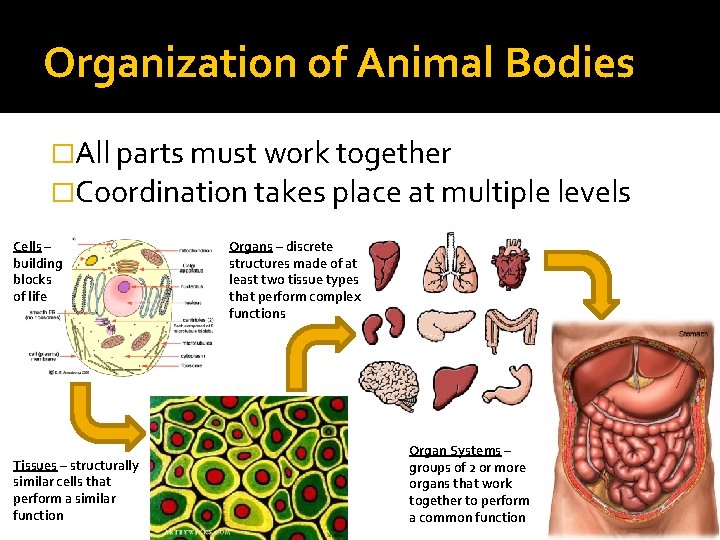 Organization of Animal Bodies �All parts must work together �Coordination takes place at multiple