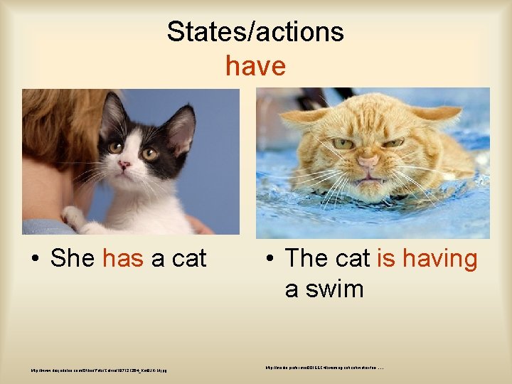 States/actions have • She has a cat http: //www. dasjadolan. com/Other/Pets/Calvin/187121264_Km 9 JK-M. jpg